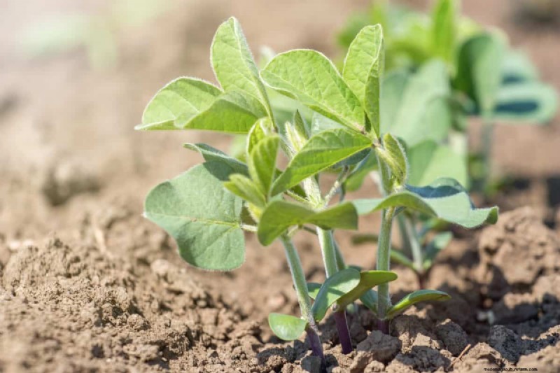Why Are My Moisture-Loving Plants Losing Color? 25 Hidden Causes