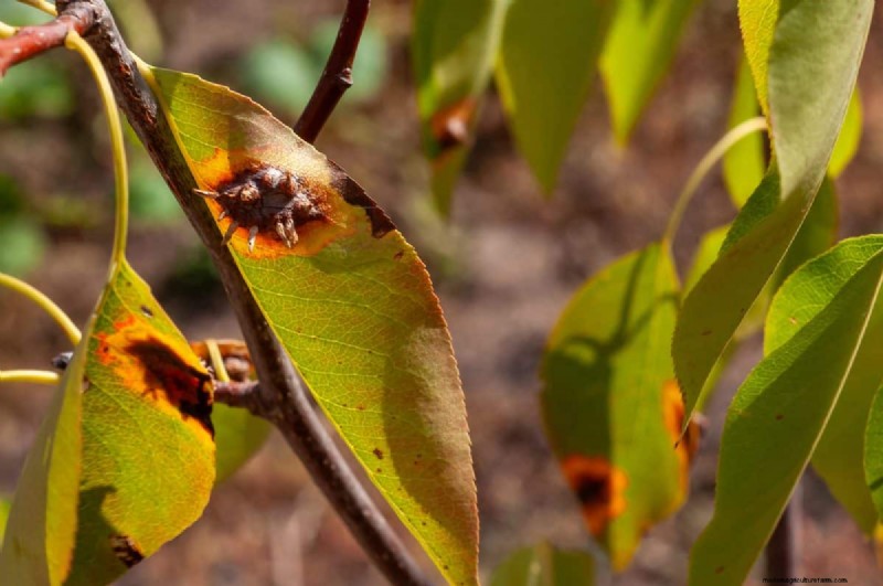 Why Are My Moisture-Loving Plants Losing Color? 25 Hidden Causes