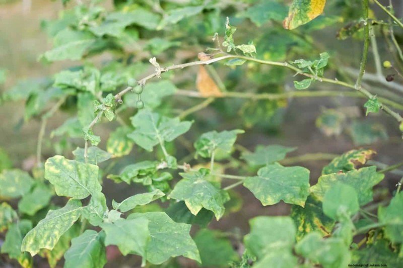 Why Are My Moisture-Loving Plants Losing Color? 25 Hidden Causes