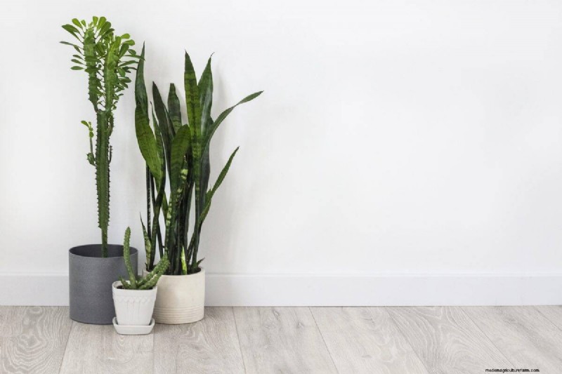 Why Are My Moisture-Loving Plants Losing Color? 25 Hidden Causes