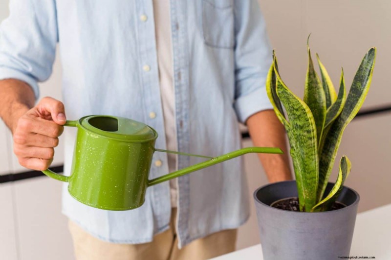 Why Are My Moisture-Loving Plants Losing Color? 25 Hidden Causes