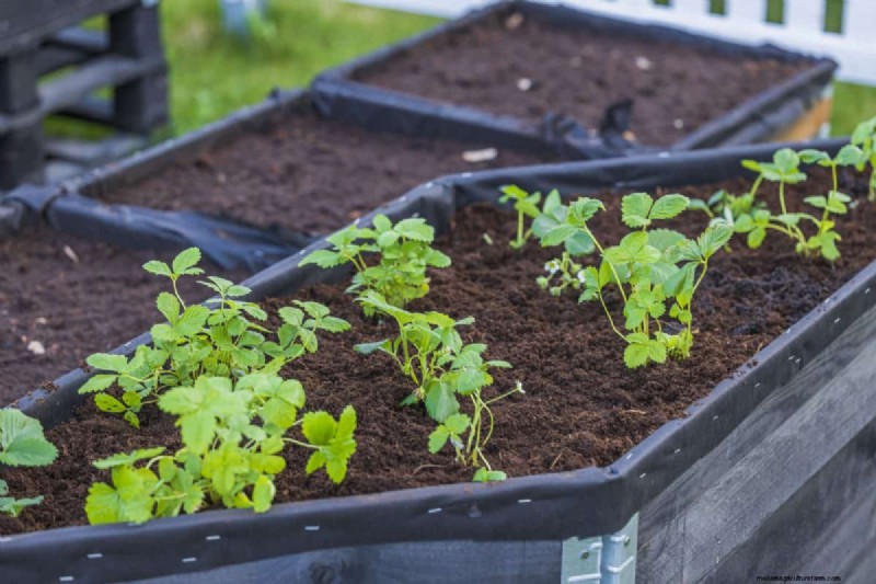 Why Are My Moisture-Loving Plants Losing Color? 25 Hidden Causes