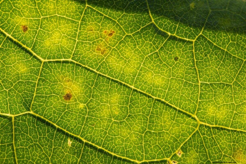 Why Are My Moisture-Loving Plants Losing Color? 25 Hidden Causes