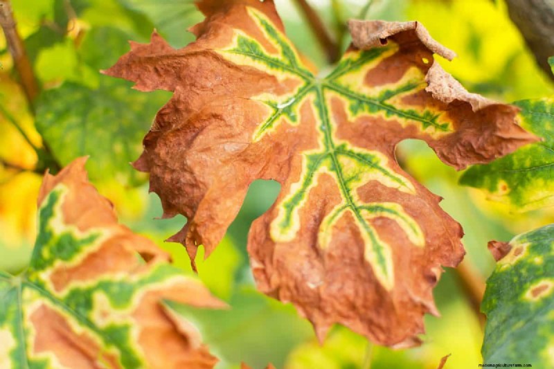 Why Are My Moisture-Loving Plants Losing Color? 25 Hidden Causes