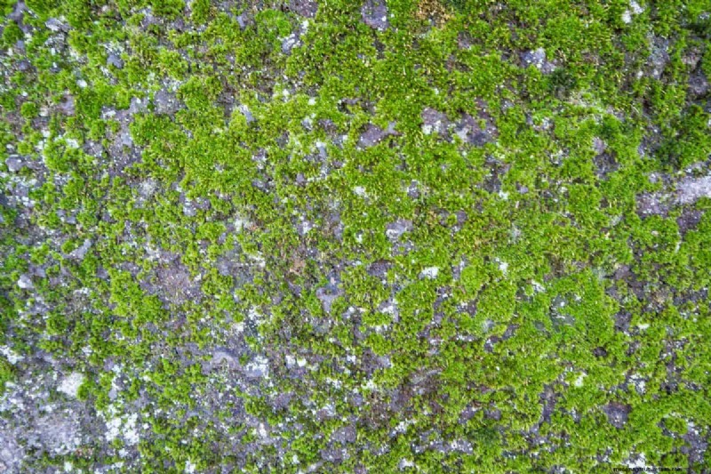 Why Are My Moisture-Loving Plants Losing Color? 25 Hidden Causes