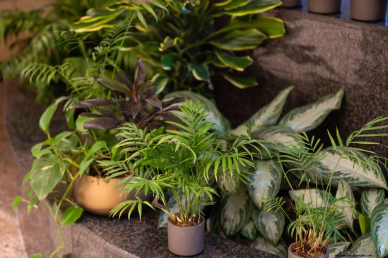 Why Are My Moisture-Loving Plants Losing Color? 25 Hidden Causes