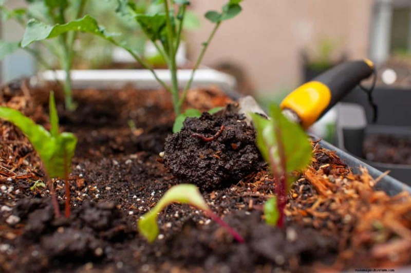 Why Are My Moisture-Loving Plants Losing Color? 25 Hidden Causes