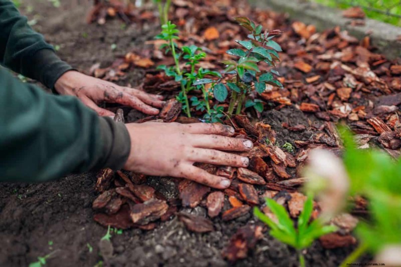 Why Are My Moisture-Loving Plants Losing Color? 25 Hidden Causes
