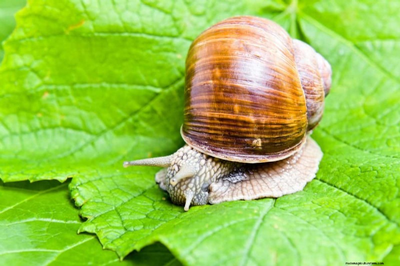 Why Are My Moisture-Loving Plants Losing Color? 25 Hidden Causes