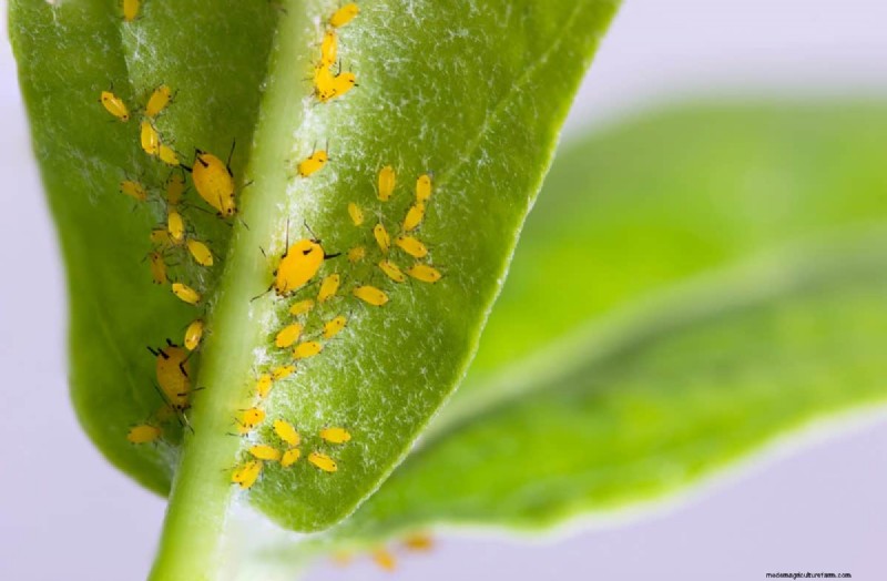 Why Are My Moisture-Loving Plants Losing Color? 25 Hidden Causes
