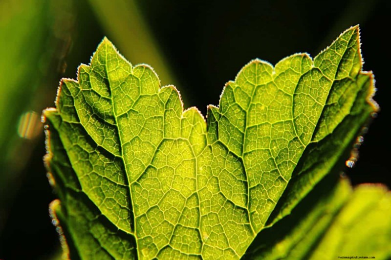 Why Are My Moisture-Loving Plants Losing Color? 25 Hidden Causes