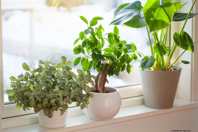Why Are My Moisture-Loving Plants Losing Color? 25 Hidden Causes
