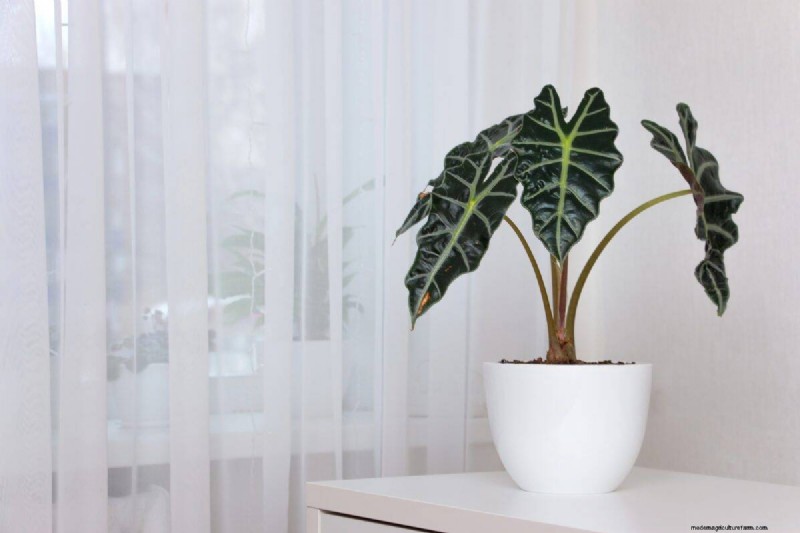 Why Are My Moisture-Loving Plants Losing Color? 25 Hidden Causes