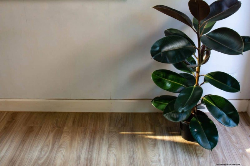 Why Are My Moisture-Loving Plants Losing Color? 25 Hidden Causes