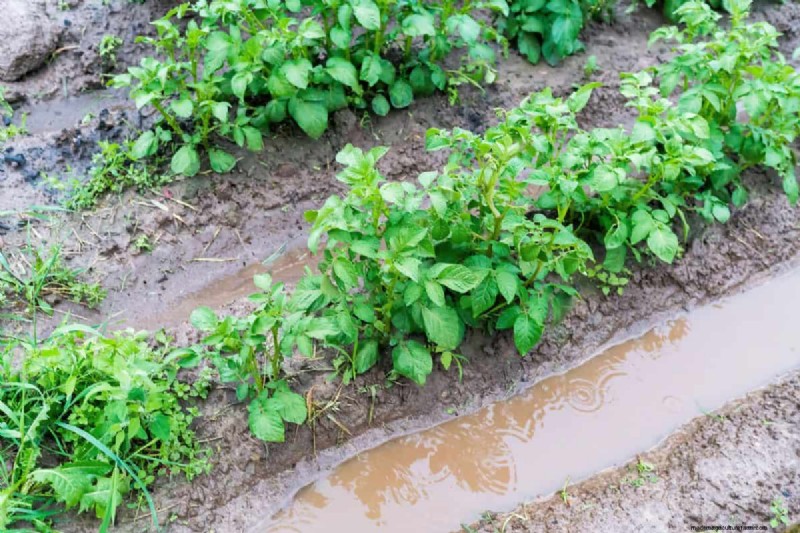 Why Are My Moisture-Loving Plants Losing Color? 25 Hidden Causes