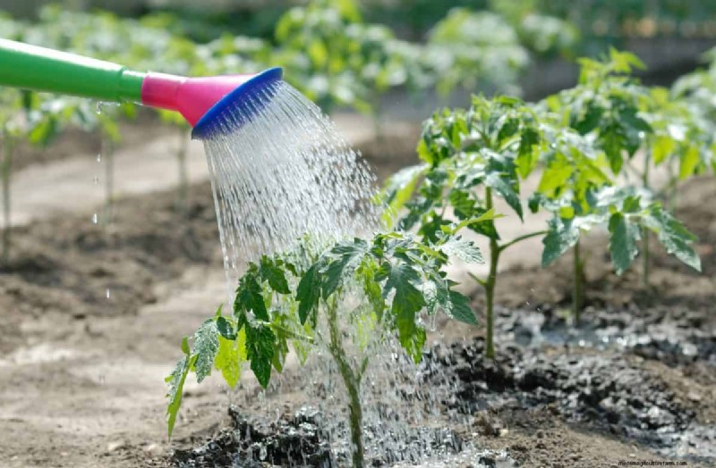 Why Are My Moisture-Loving Plants Losing Color? 25 Hidden Causes