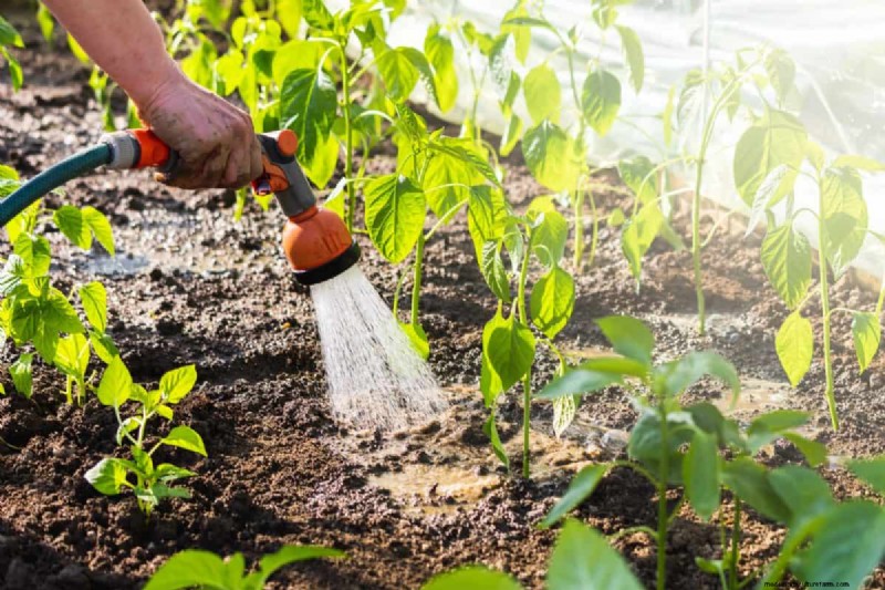 Why Are My Moisture-Loving Plants Losing Color? 25 Hidden Causes