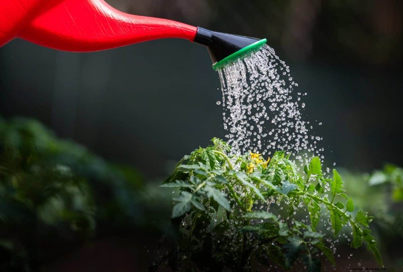 Nighttime Watering: Benefits & Drawbacks for Your Garden