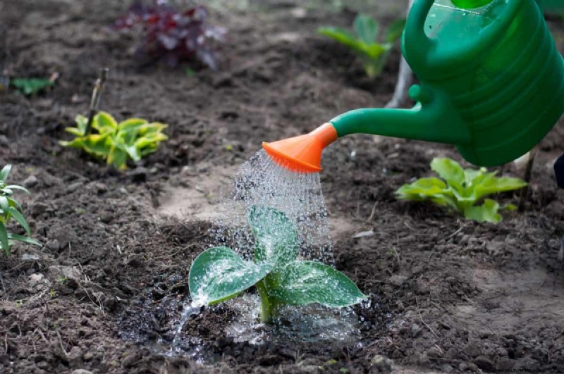 Nighttime Watering: Benefits & Drawbacks for Your Garden