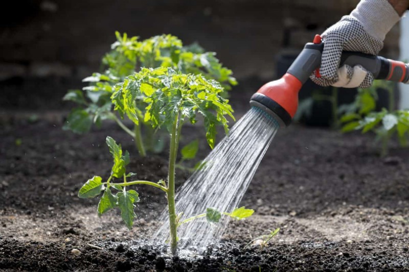 Nighttime Watering: Benefits & Drawbacks for Your Garden