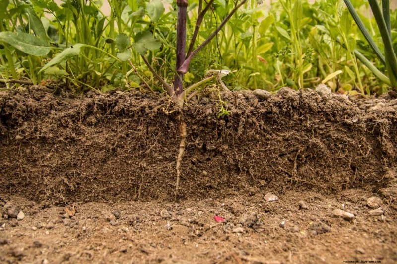 Nighttime Watering: Benefits & Drawbacks for Your Garden