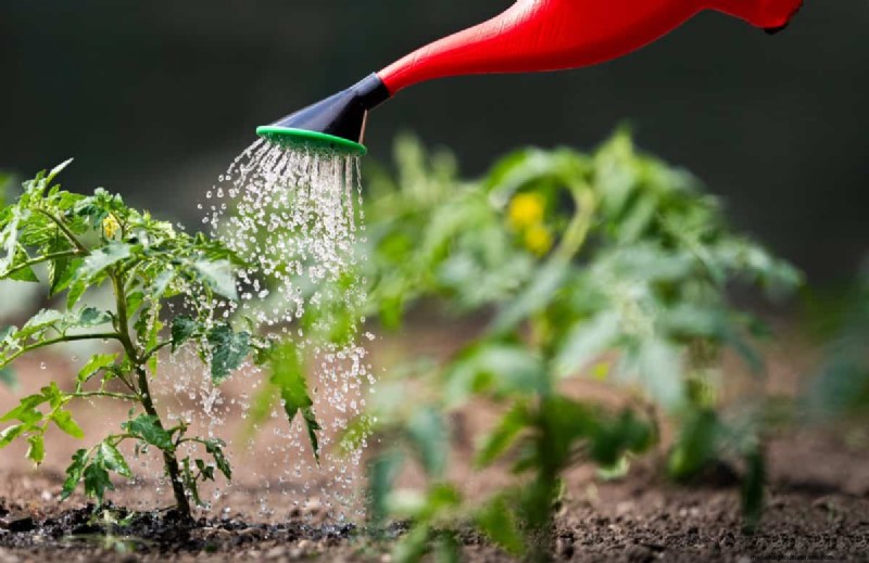 Nighttime Watering: Benefits & Drawbacks for Your Garden