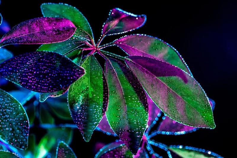 Nighttime Watering: Benefits & Drawbacks for Your Garden