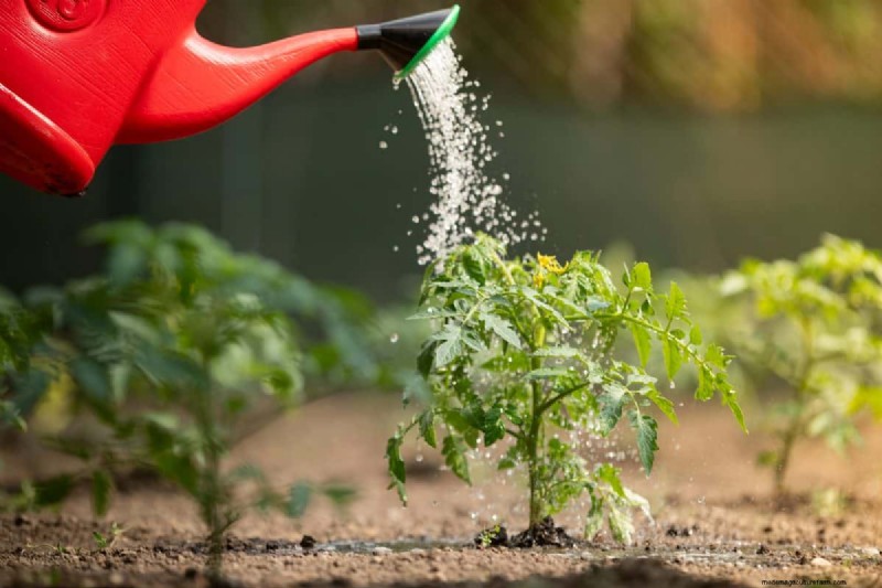 Nighttime Watering: Benefits & Drawbacks for Your Garden