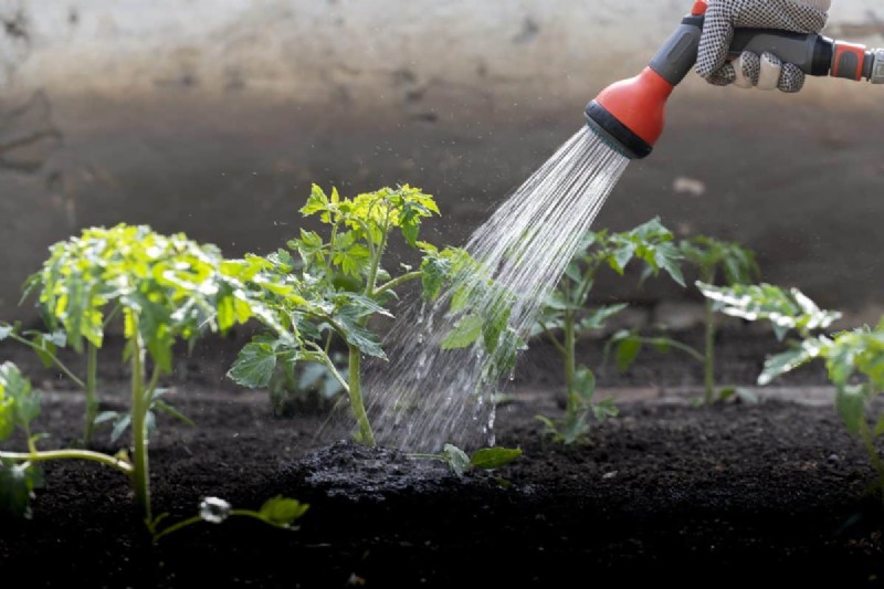 Nighttime Watering: Benefits & Drawbacks for Your Garden