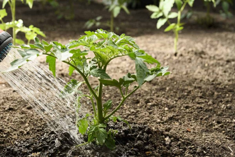 Nighttime Watering: Benefits & Drawbacks for Your Garden