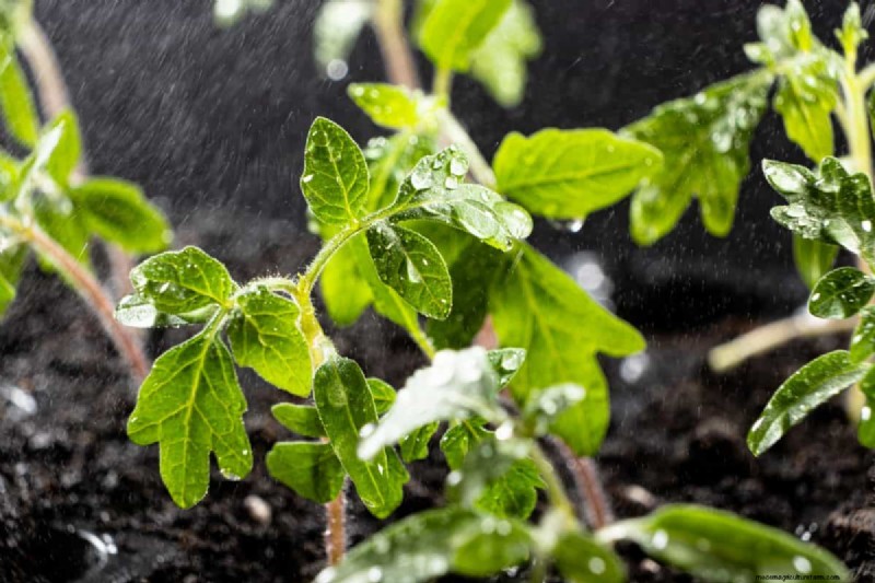 Nighttime Watering: Benefits & Drawbacks for Your Garden
