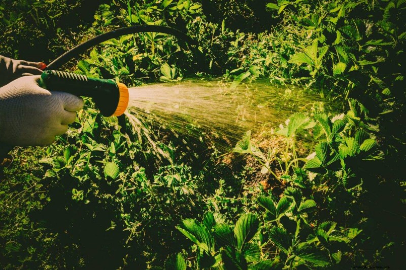 Nighttime Watering: Benefits & Drawbacks for Your Garden