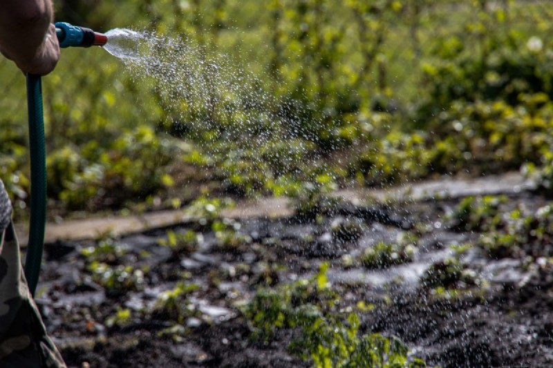 Nighttime Watering: Benefits & Drawbacks for Your Garden