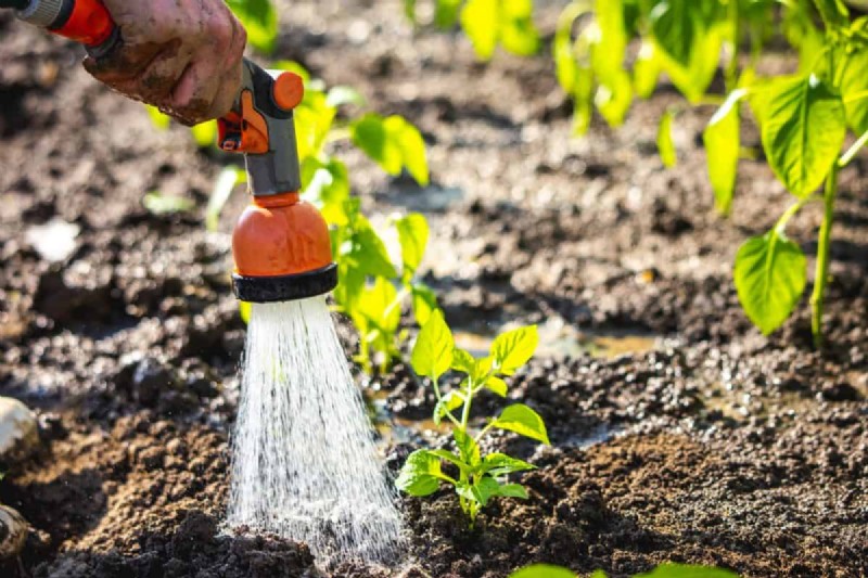 Nighttime Watering: Benefits & Drawbacks for Your Garden