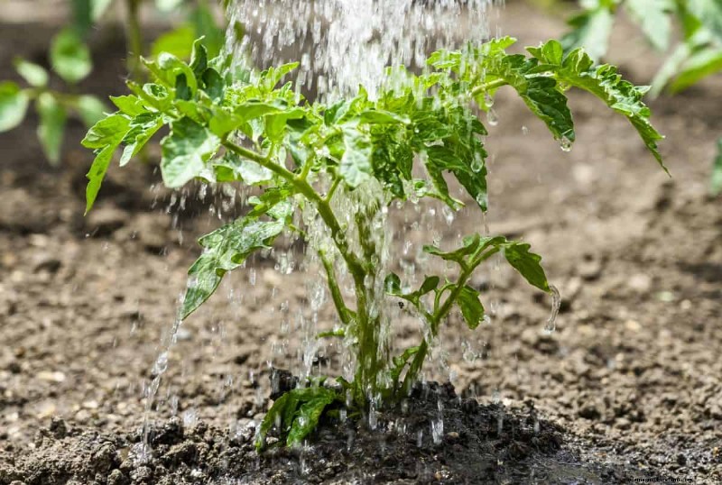 Nighttime Watering: Benefits & Drawbacks for Your Garden