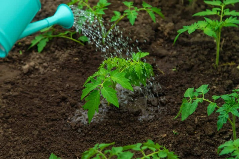 Nighttime Watering: Benefits & Drawbacks for Your Garden
