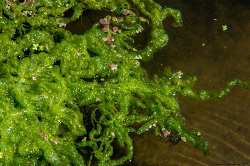 Nighttime Watering: Benefits & Drawbacks for Your Garden