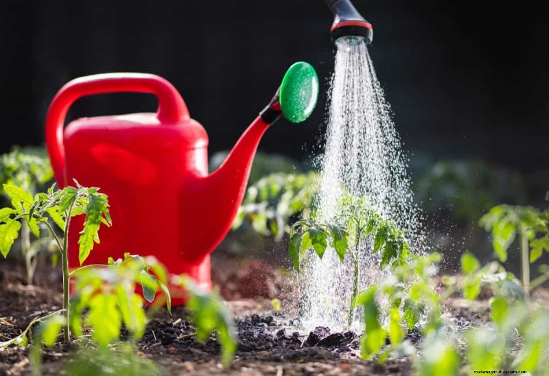 Nighttime Watering: Benefits & Drawbacks for Your Garden