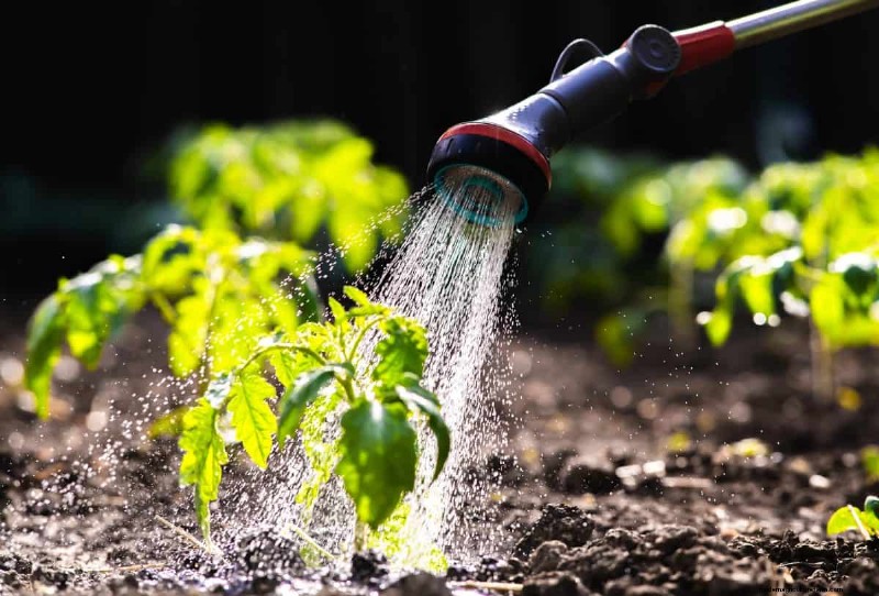 Nighttime Watering: Benefits & Drawbacks for Your Garden
