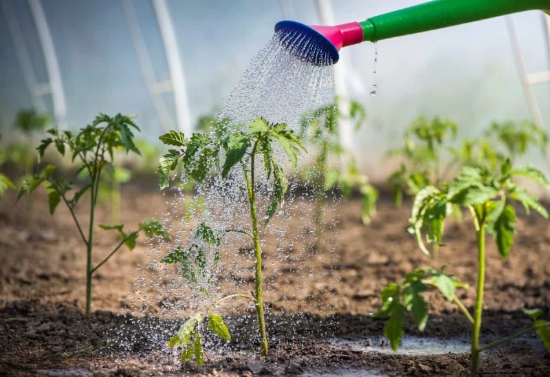 Nighttime Watering: Benefits & Drawbacks for Your Garden