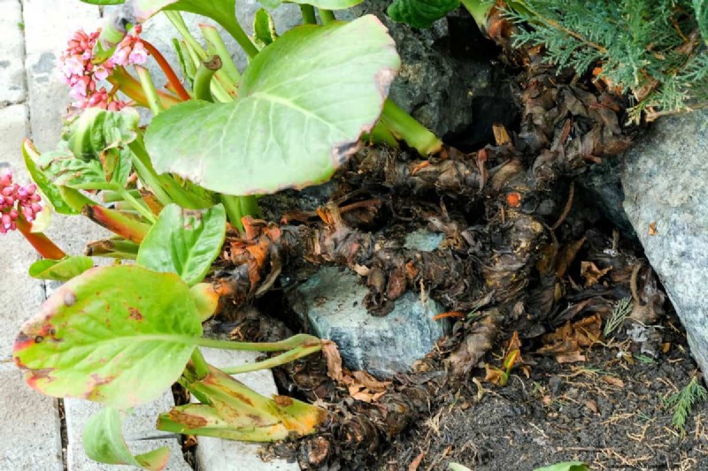 Perennial Planting Depth: Avoid Common Mistakes & Ensure Healthy Growth
