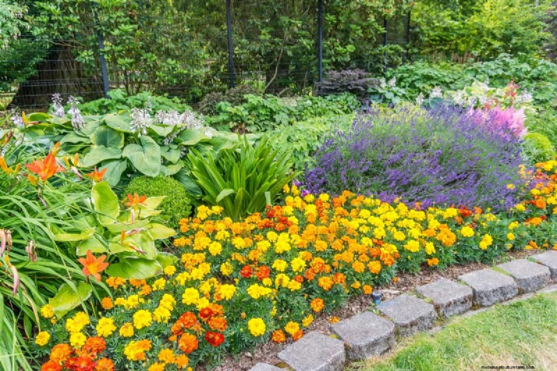 Perennial Planting Depth: Avoid Common Mistakes & Ensure Healthy Growth