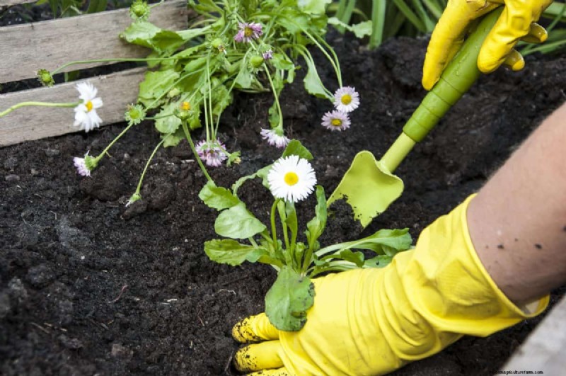 Perennial Planting Depth: Avoid Common Mistakes & Ensure Healthy Growth