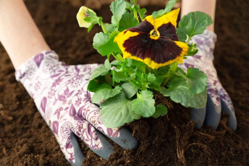 Perennial Planting Depth: Avoid Common Mistakes & Ensure Healthy Growth