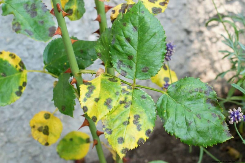 Perennial Planting Depth: Avoid Common Mistakes & Ensure Healthy Growth