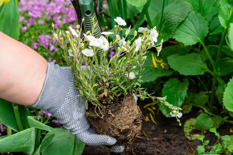 Perennial Planting Depth: Avoid Common Mistakes & Ensure Healthy Growth