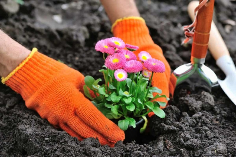 Perennial Planting Depth: Avoid Common Mistakes & Ensure Healthy Growth