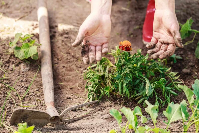 Perennial Planting Depth: Avoid Common Mistakes & Ensure Healthy Growth