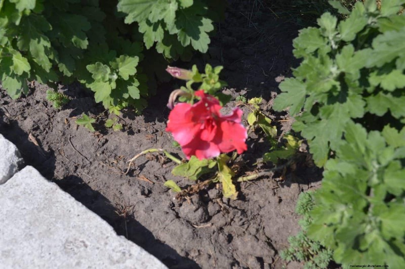 Perennial Planting Depth: Avoid Common Mistakes & Ensure Healthy Growth