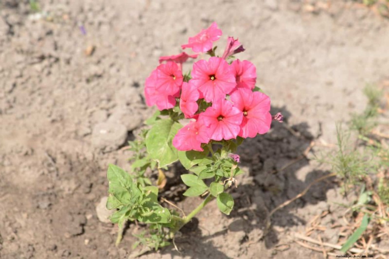 Perennial Planting Depth: Avoid Common Mistakes & Ensure Healthy Growth